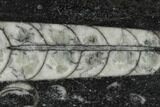 Polished Fossil Orthoceras (Cephalopod) - Morocco #138295-1